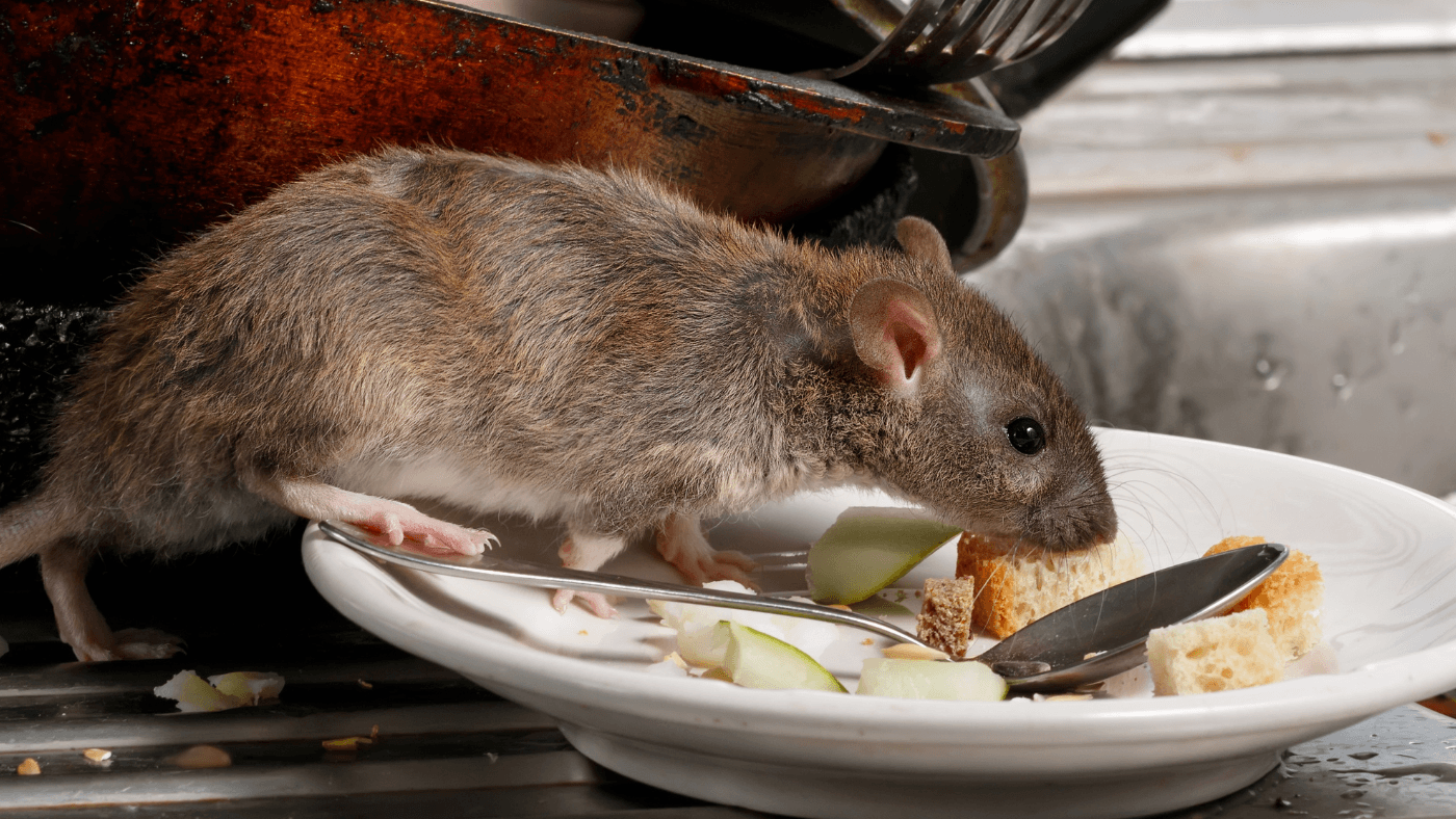 Rodent Control Toro Pest Management